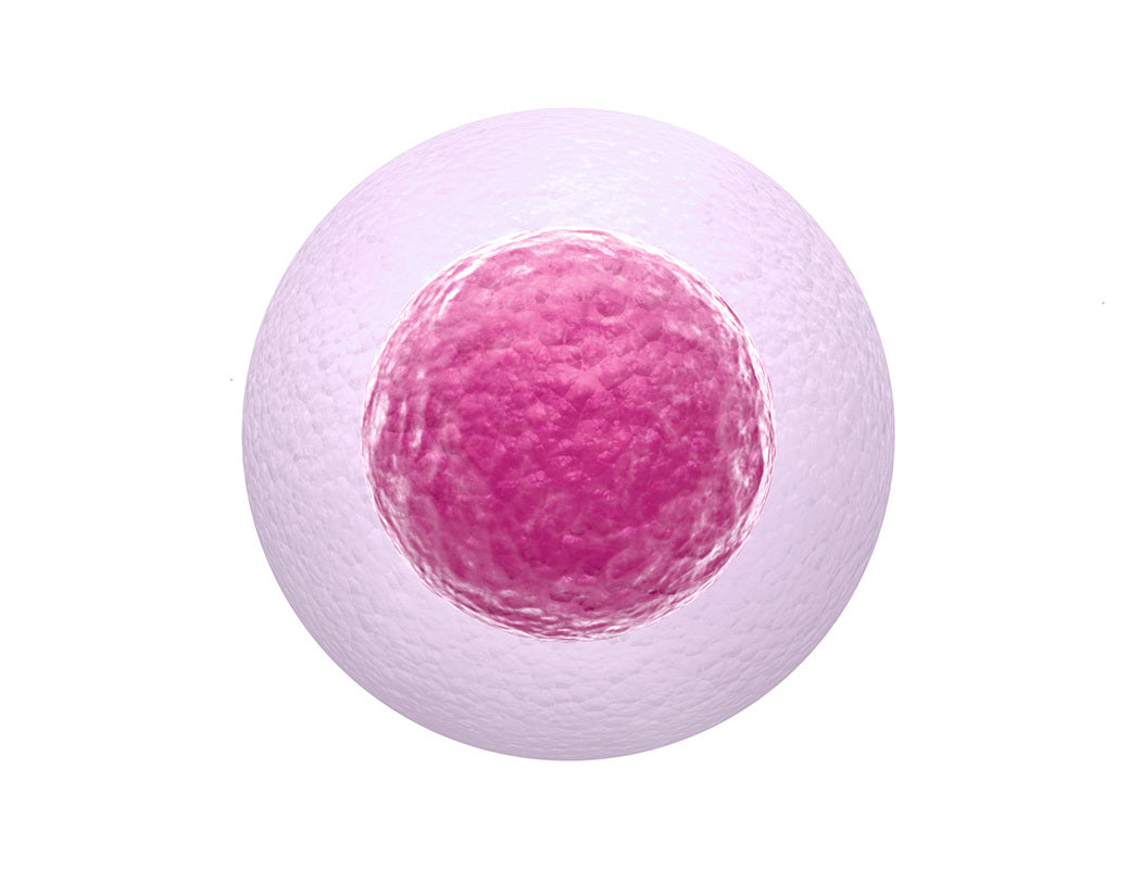 Exosome エクソソーム
