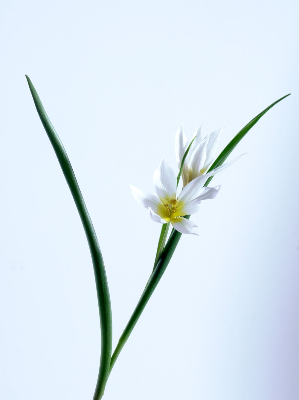 LAPERICUM(ラペリカム)