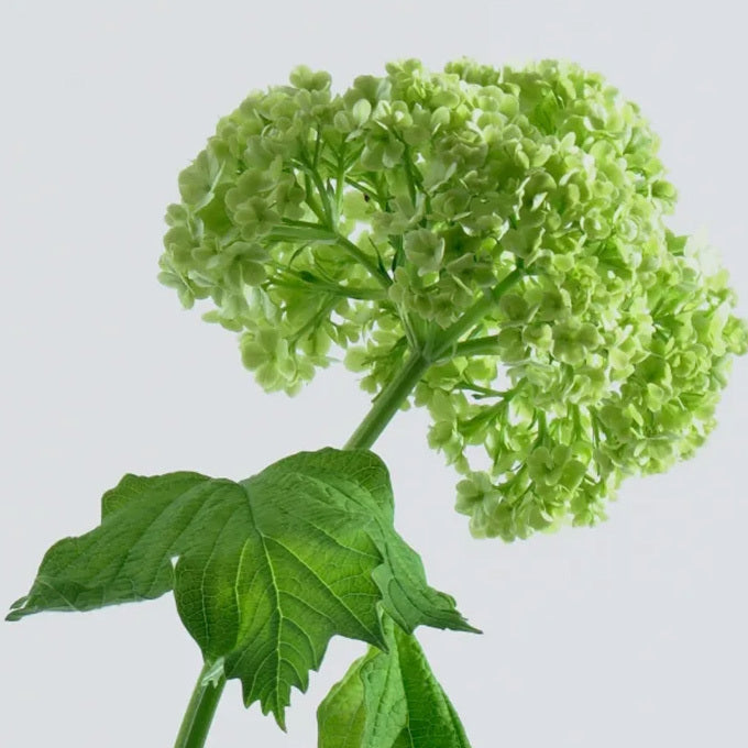 LAPERICUM(ラペリカム)