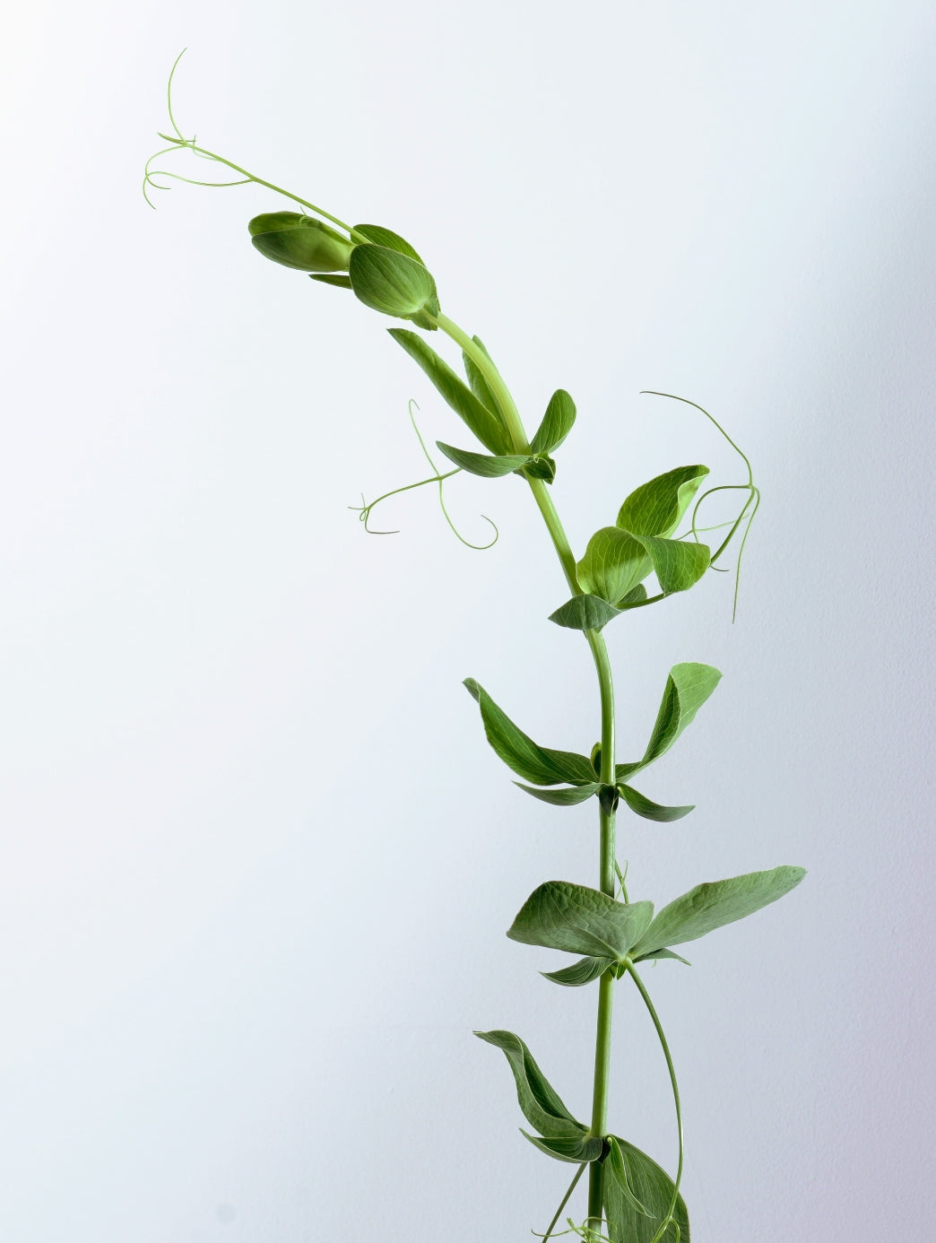 LAPERICUM(ラペリカム)